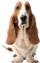 Hush Puppies Australia logo